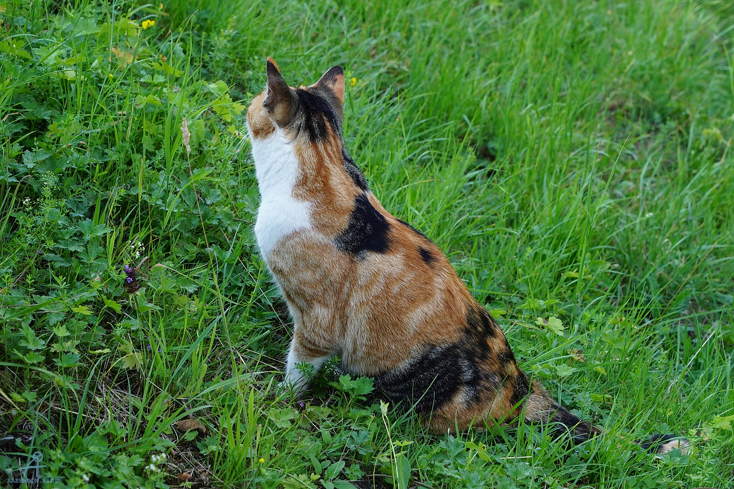 DSC05529