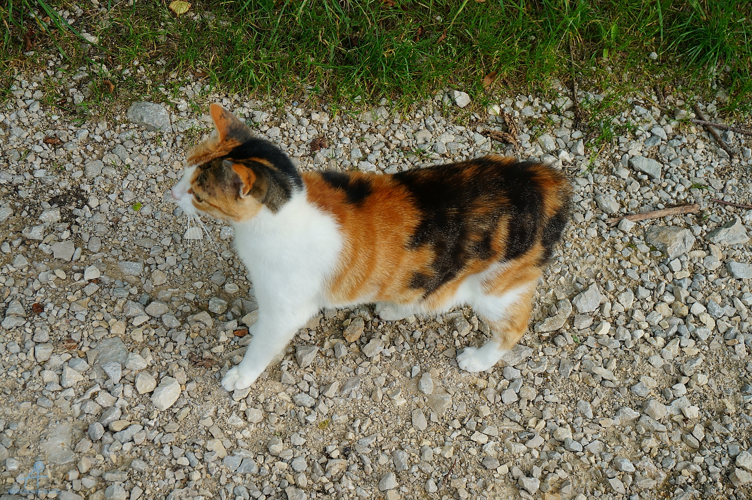 DSC07528