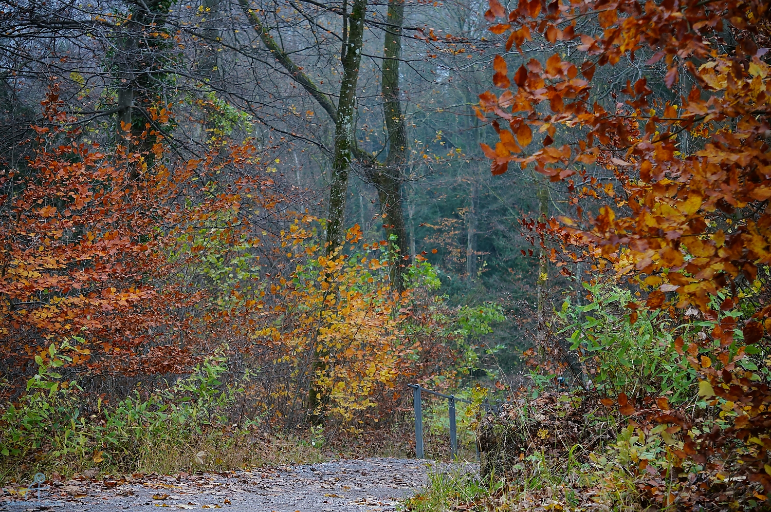 DSC03167