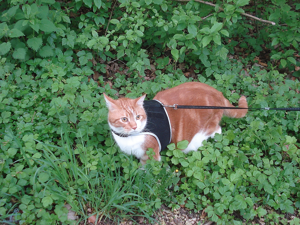 DSC08259