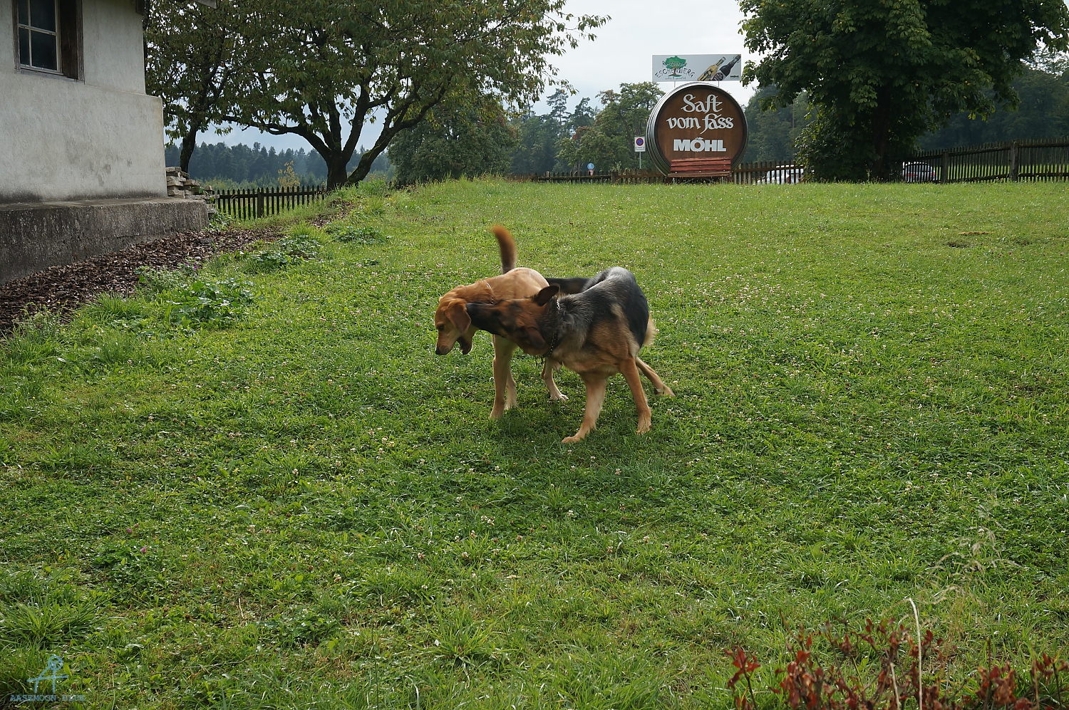 DSC00731