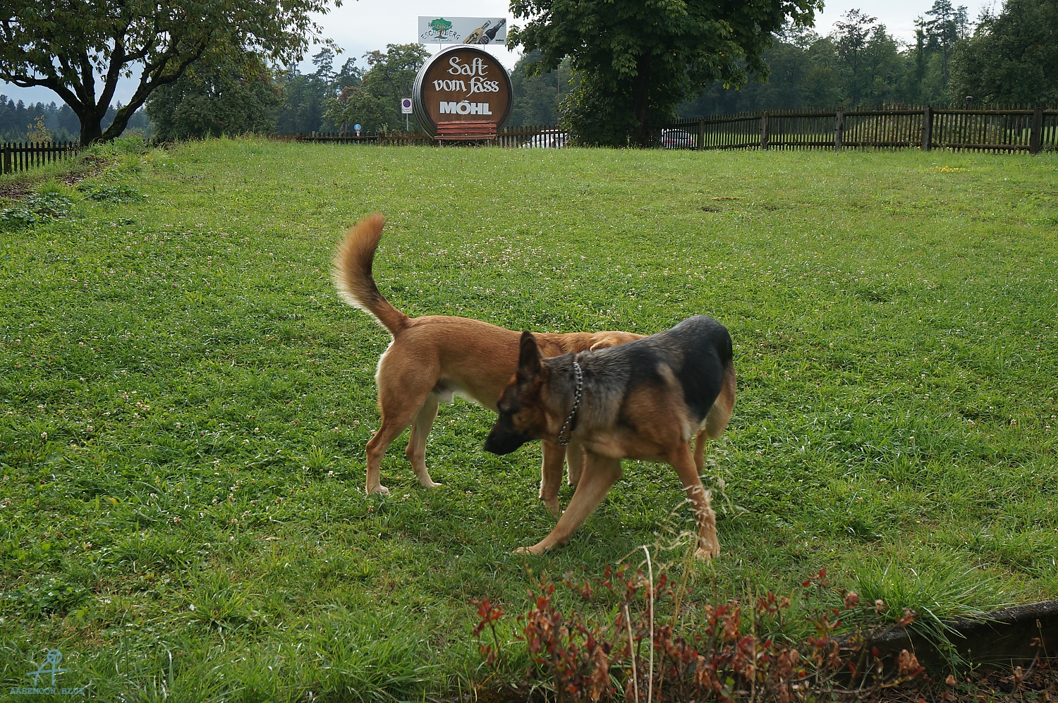 DSC00736
