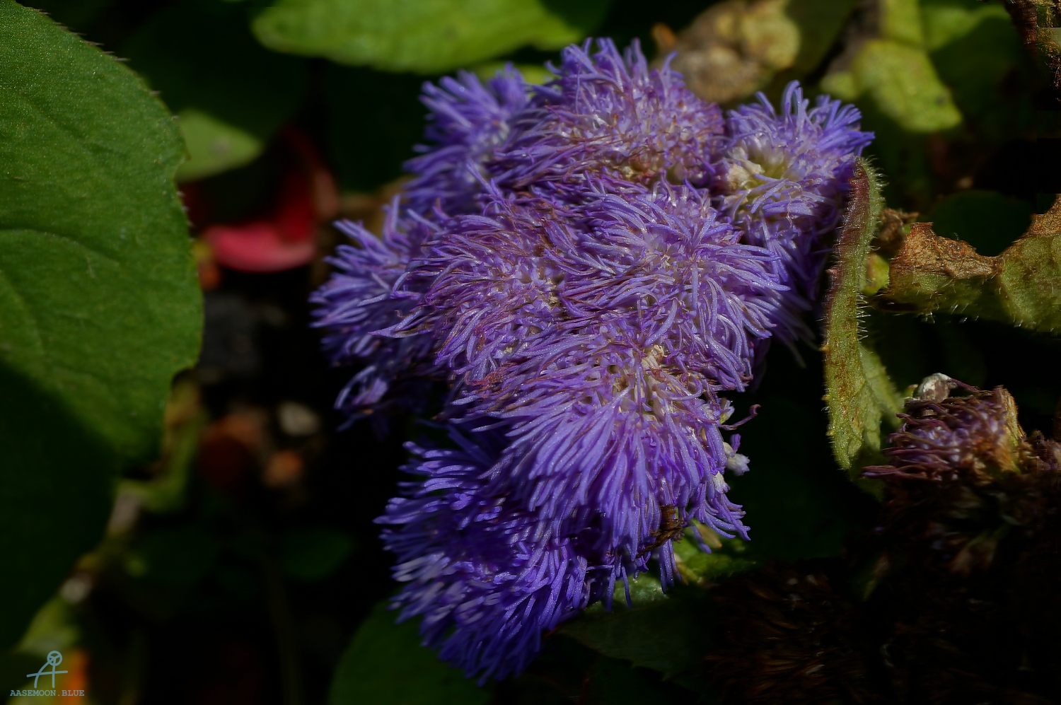 DSC00613