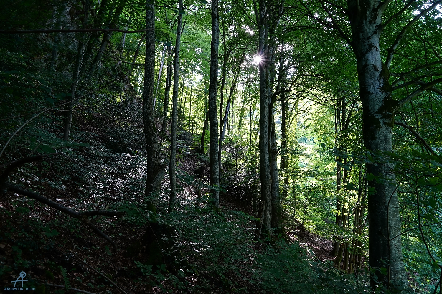 DSC05550