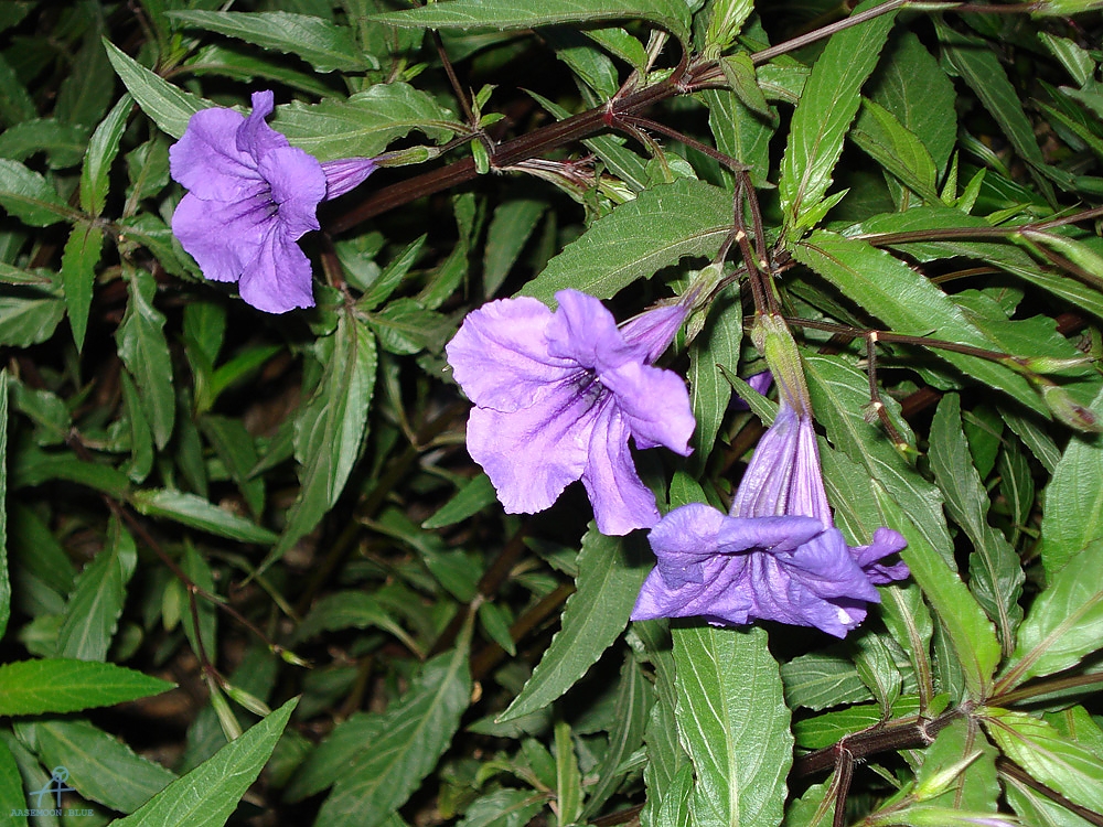 DSC04441