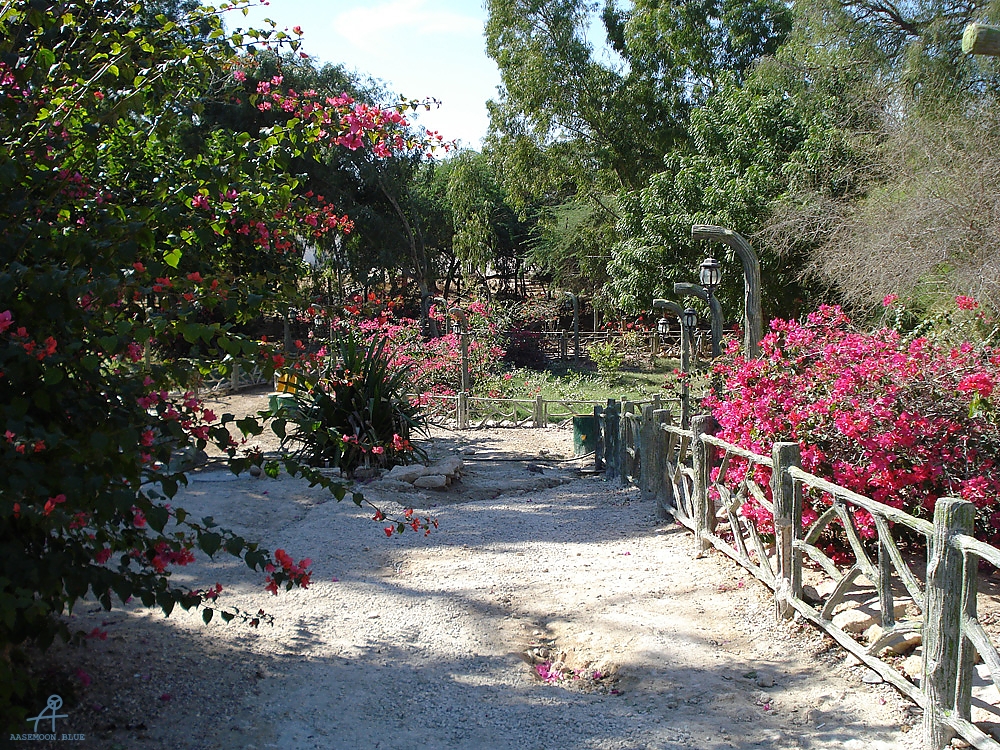 DSC04268