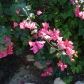DSC04269