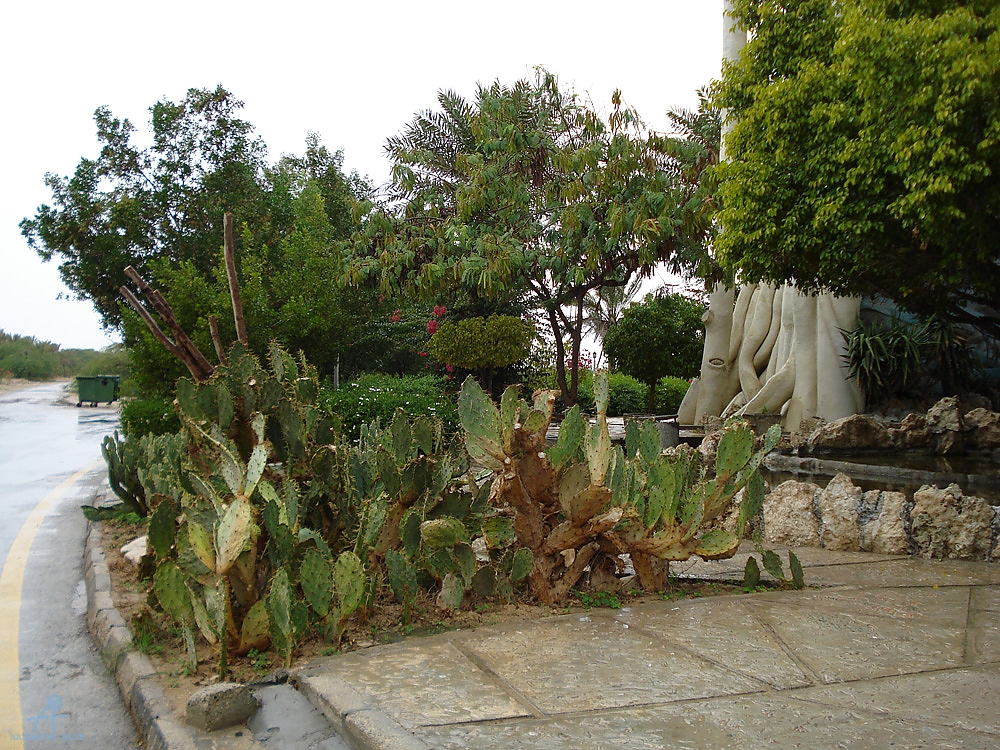 DSC04933