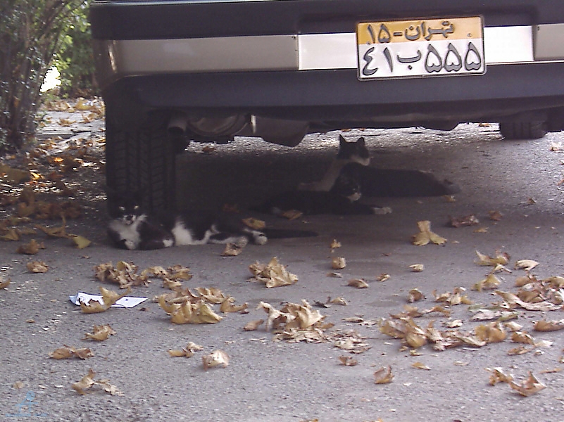 Tehran (375)