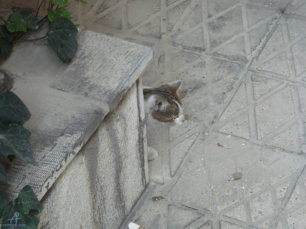 DSC02474