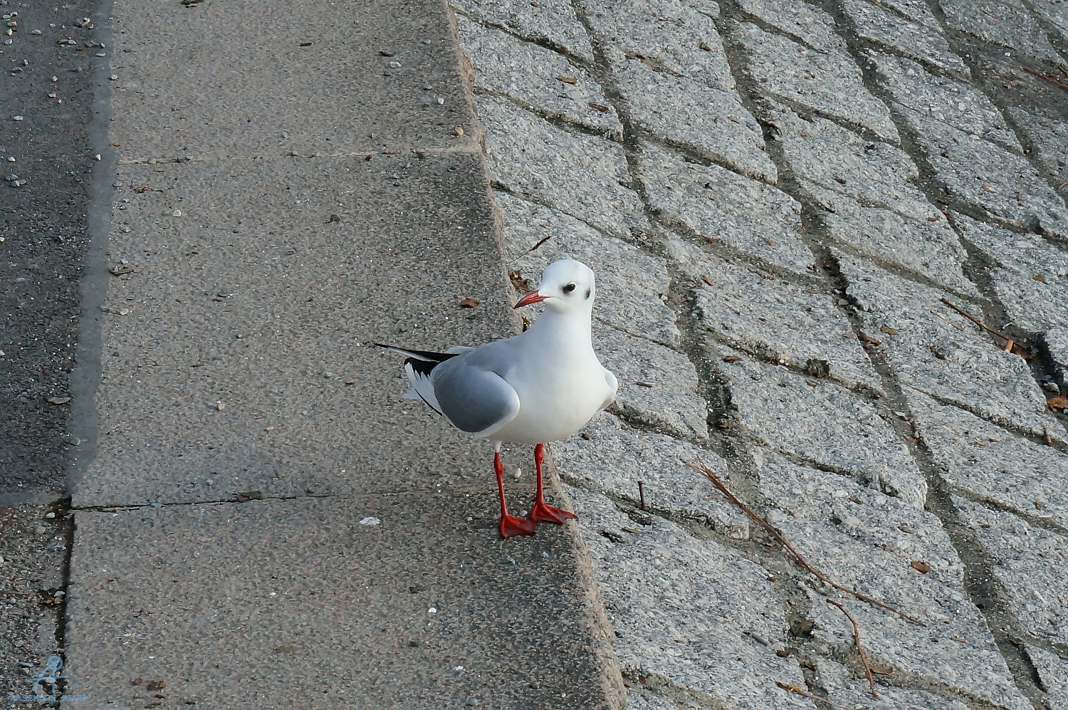 DSC06383