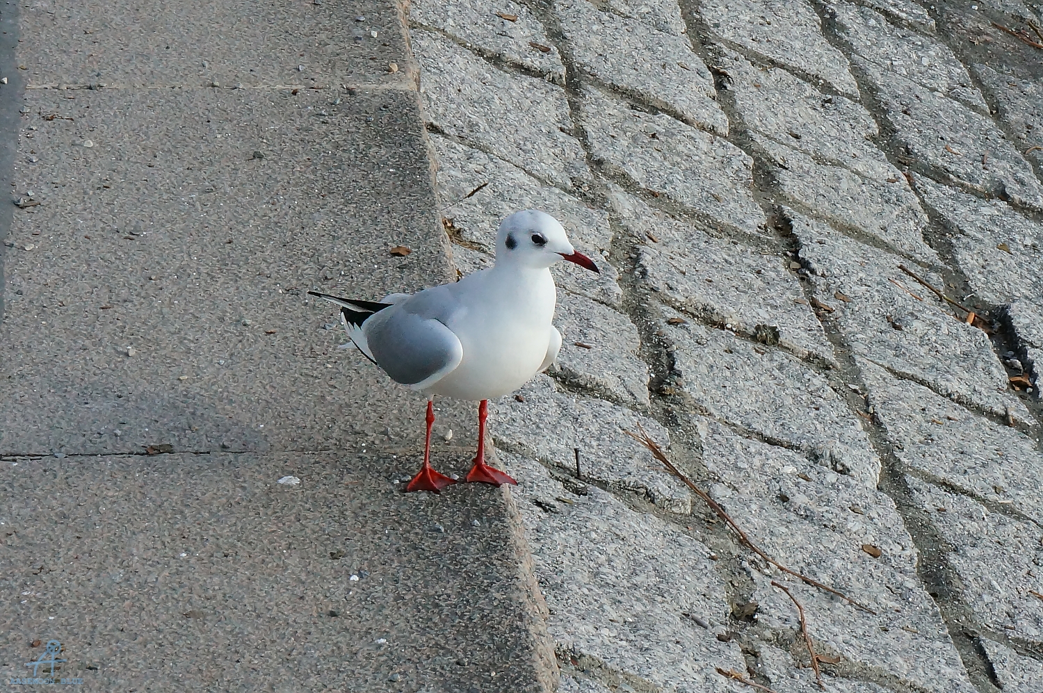 DSC06385