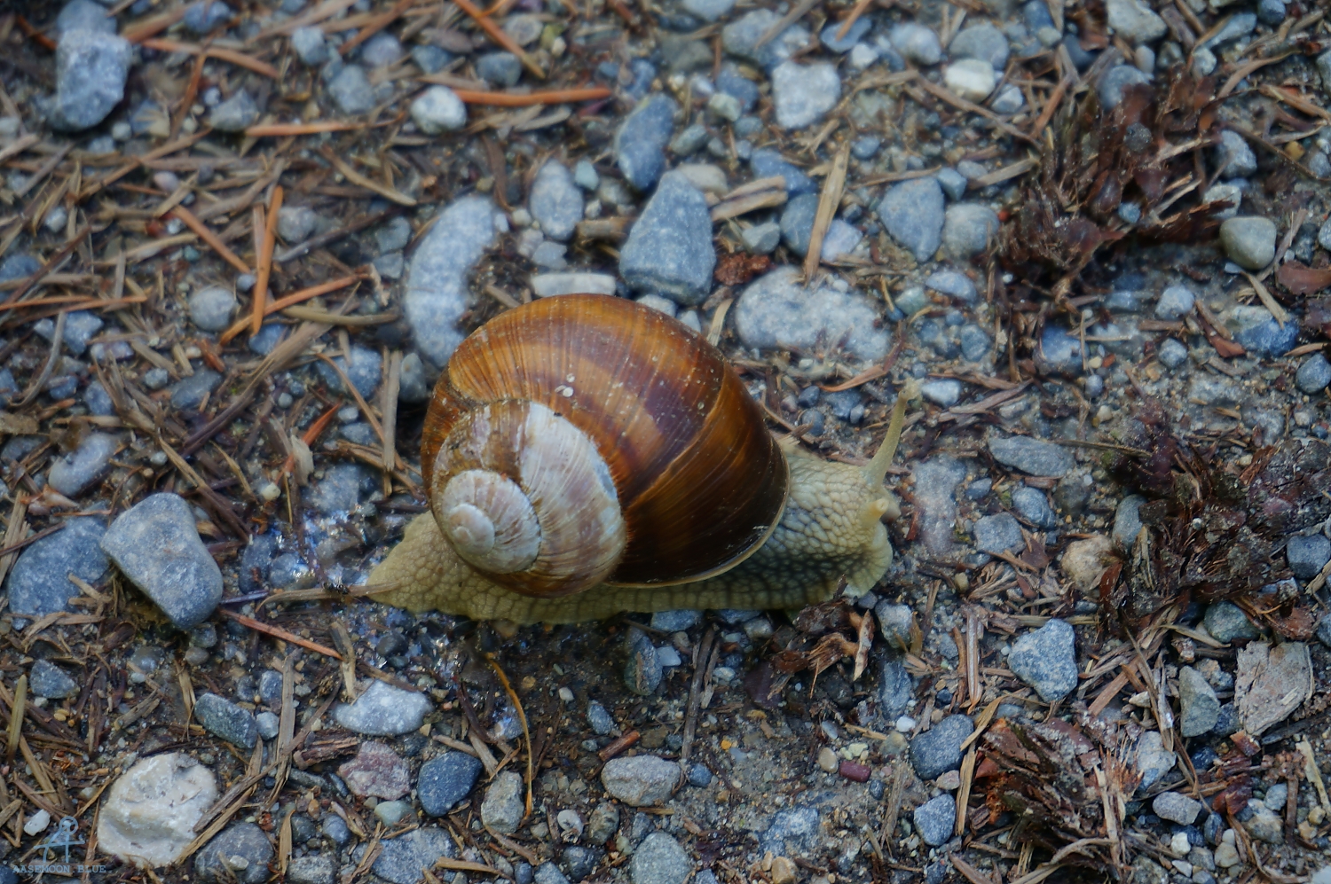 DSC09171