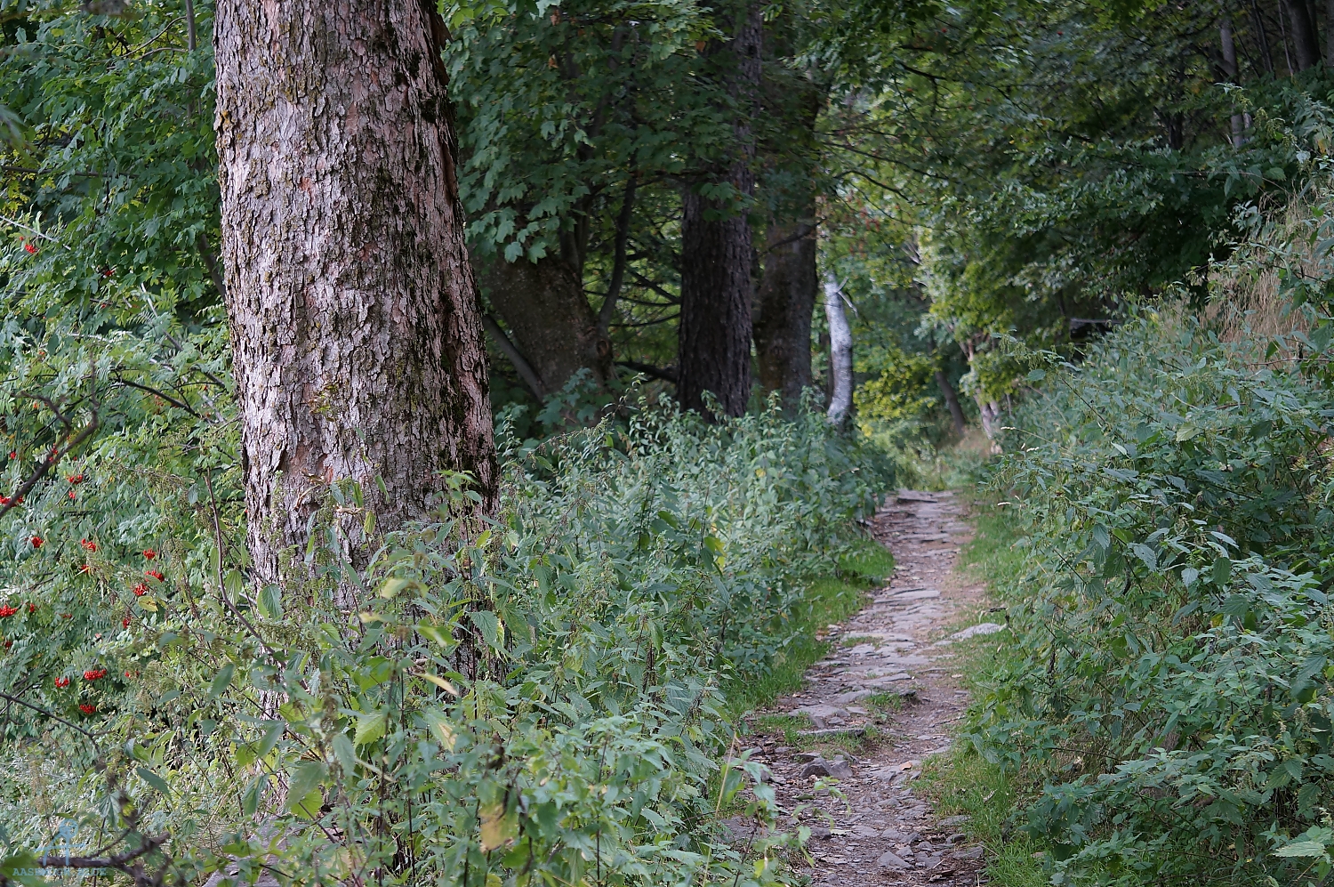DSC01467