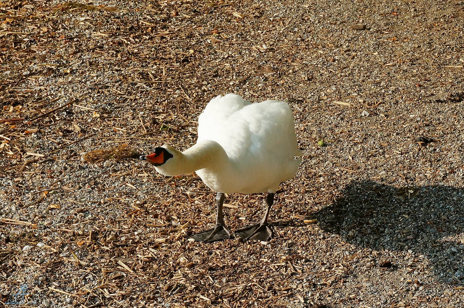 DSC06923