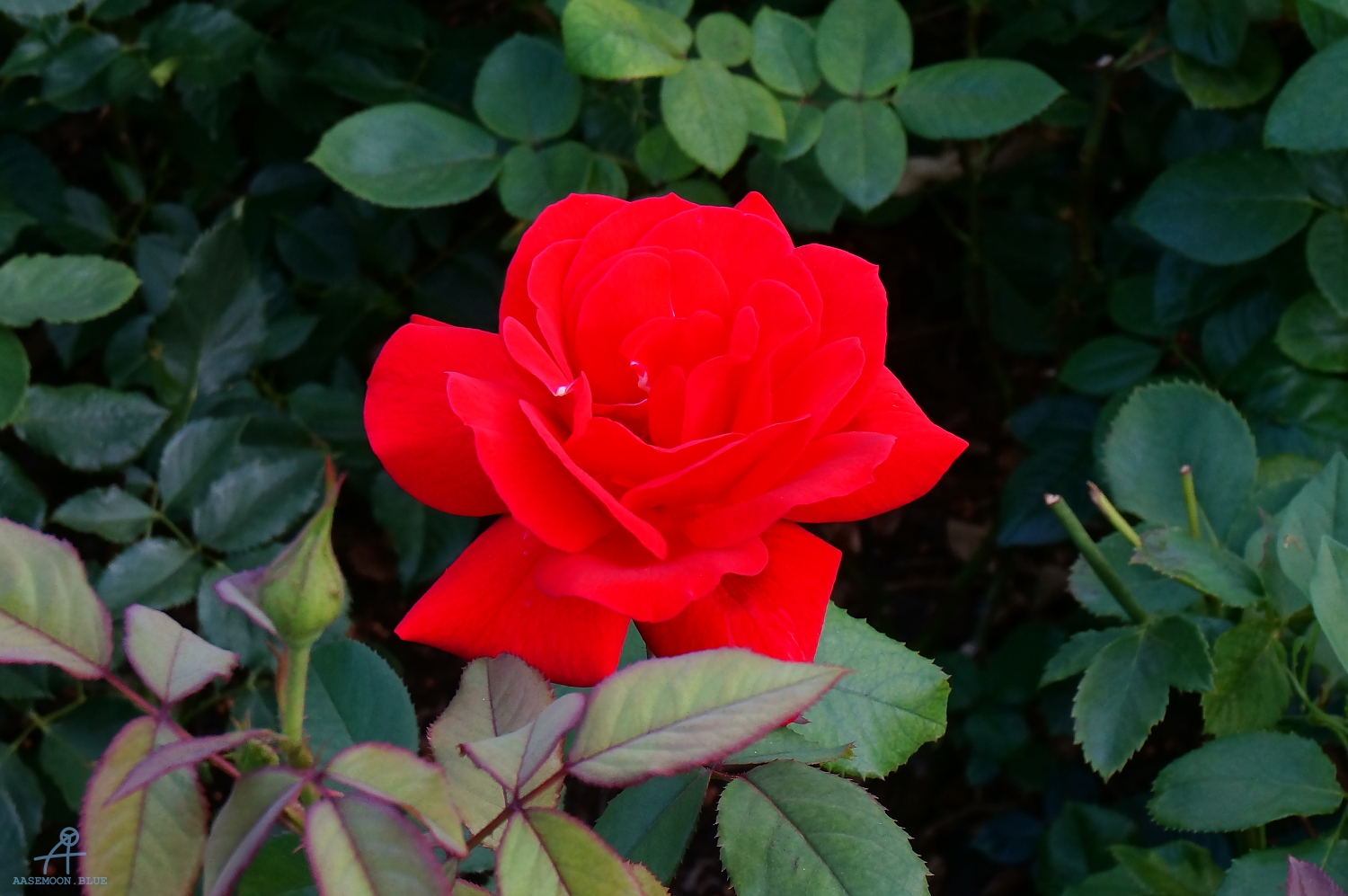 DSC06950