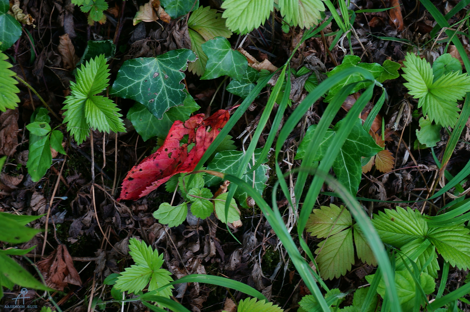 DSC07526