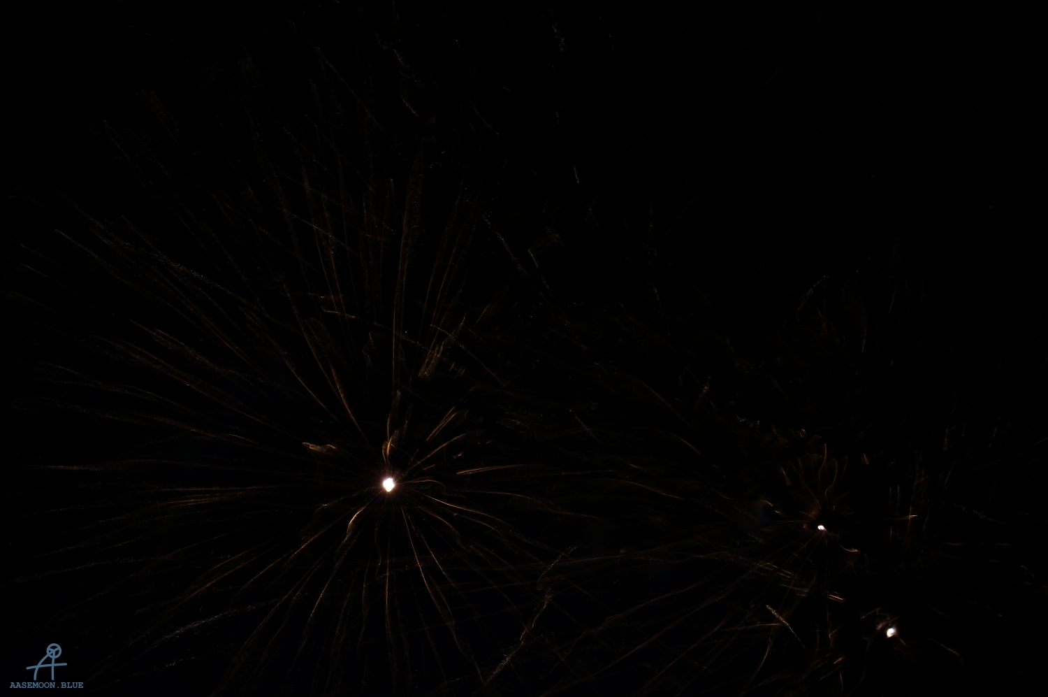 DSC00520