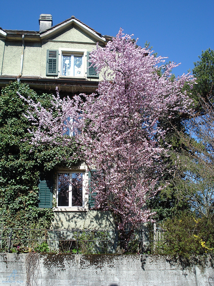 DSC06818