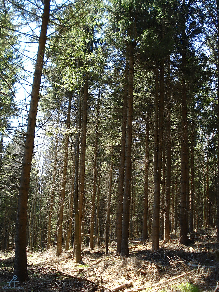 DSC06995