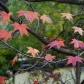 DSC00531