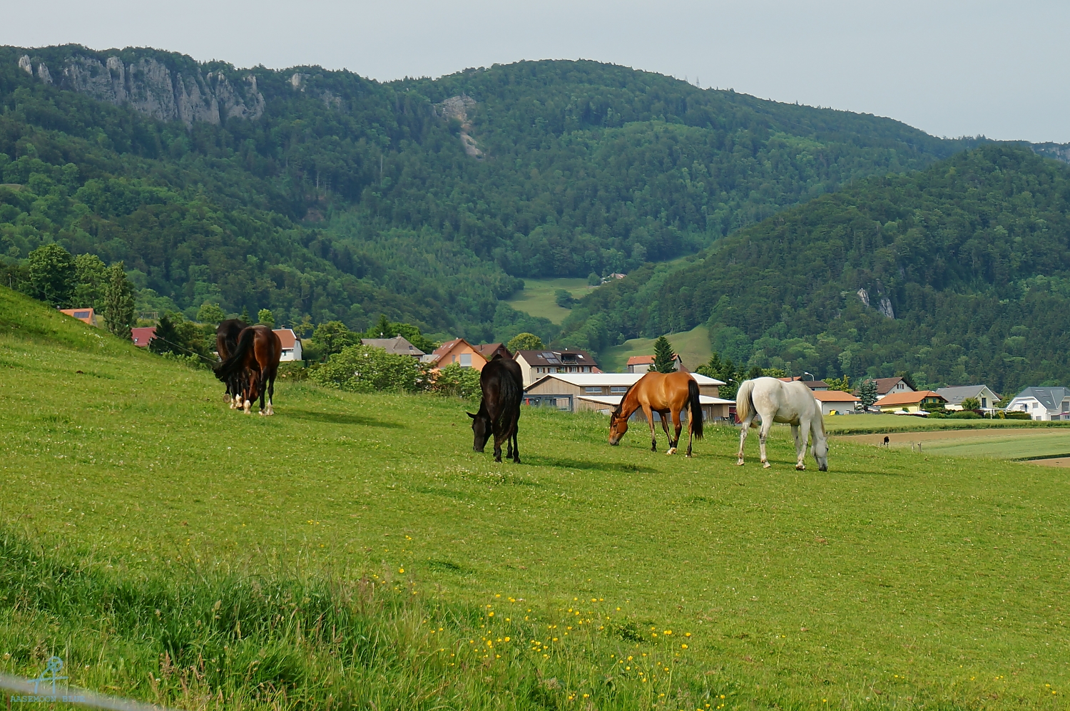 DSC09591
