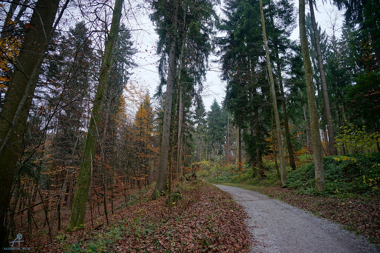 DSC03029