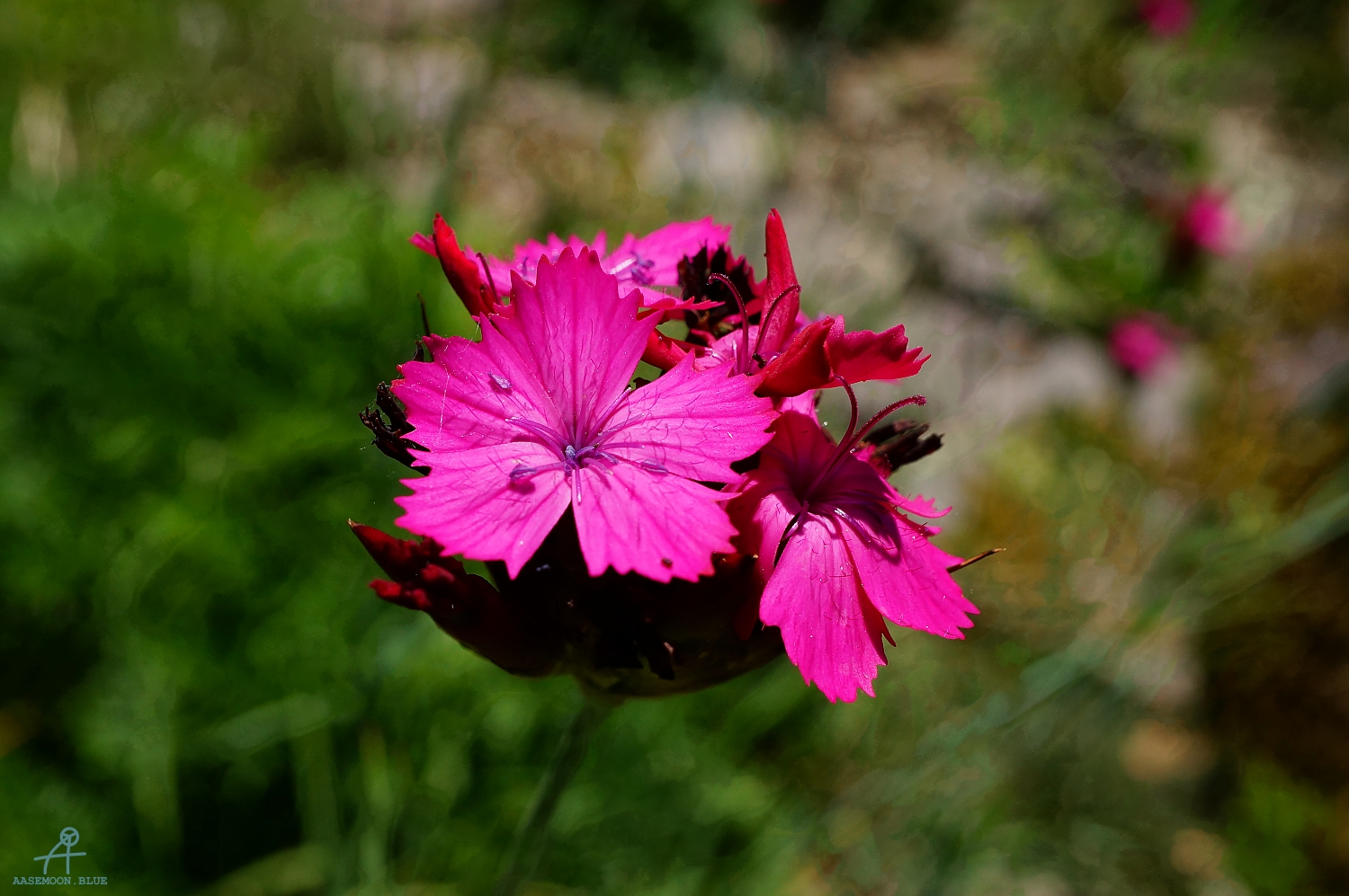 DSC06456