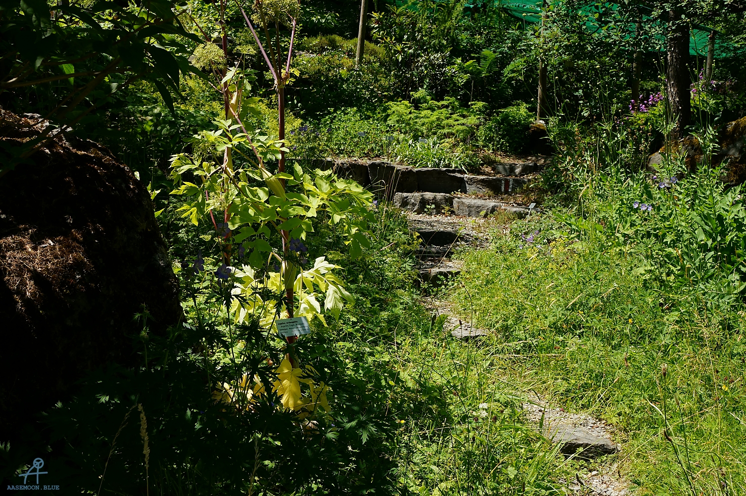 DSC06490