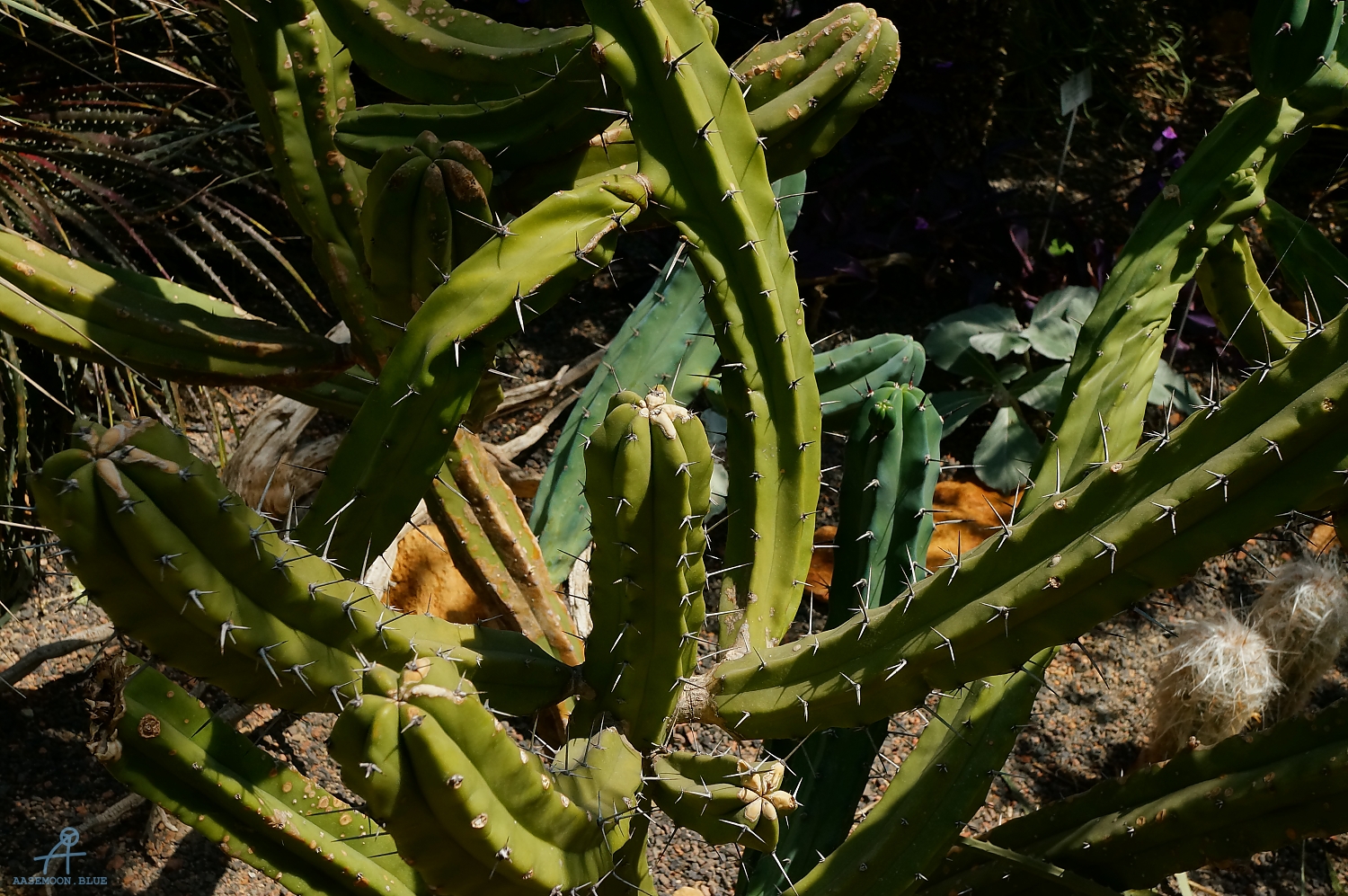 DSC06656