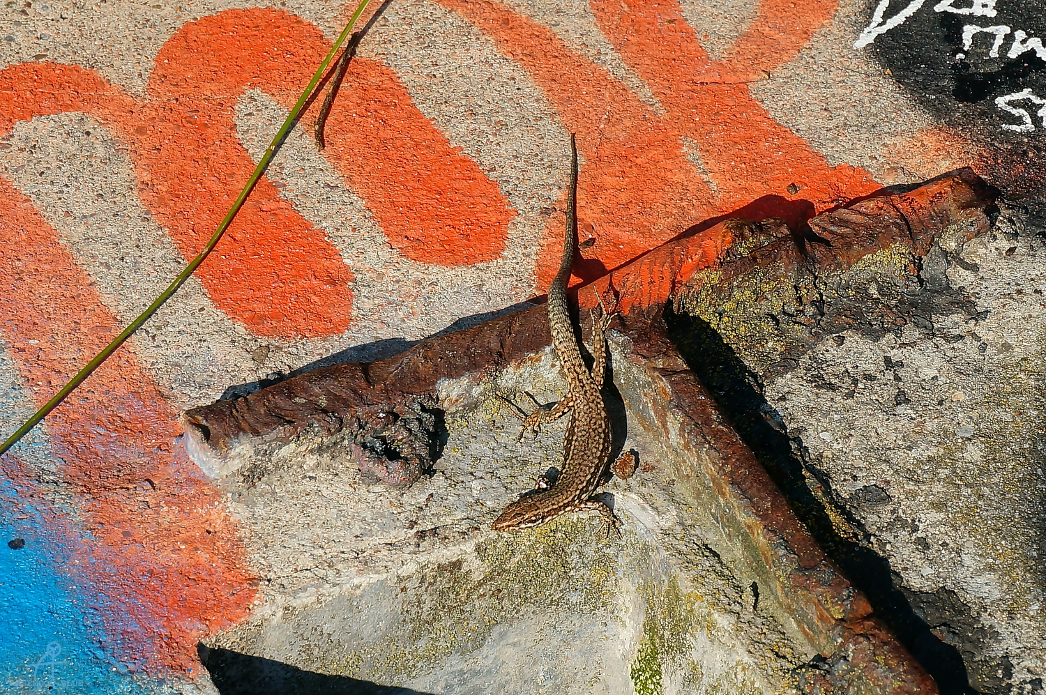 DSC00759
